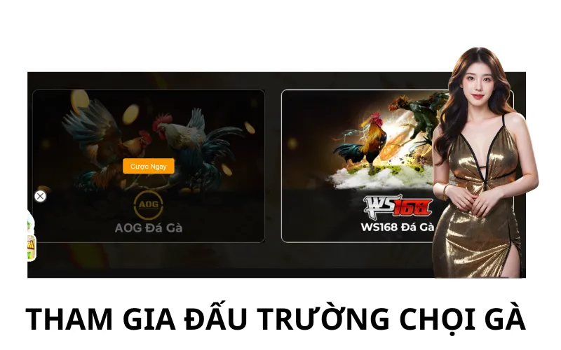 Tham Gia Đấu Trường Chọi Gà
